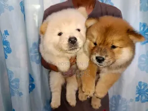1-3 months Female Purebred Chow Chow