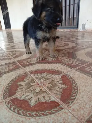 1-3 months Female Purebred German Shepherd