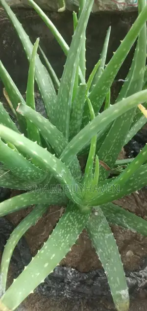 Aloe Vera Plant