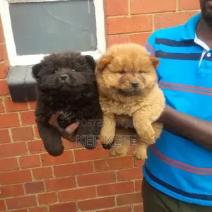 1-3 months Female Purebred Chow Chow
