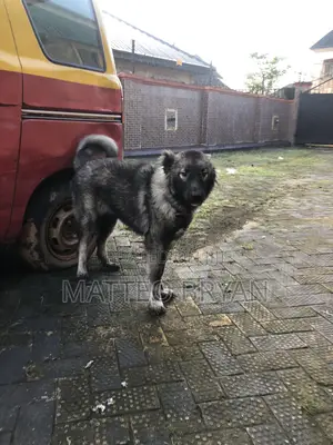 3-6 months Female Purebred Caucasian Shepherd