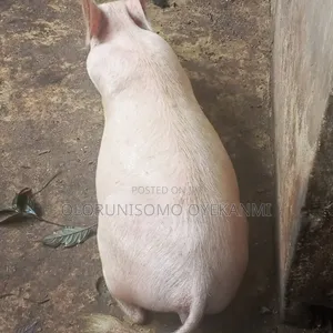 All Kinds of Pigs