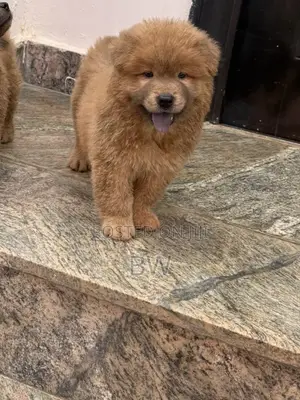 1-3 months Male Purebred Chow Chow