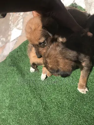 0-1 month Male Mixed Breed Toy Fox Terrier