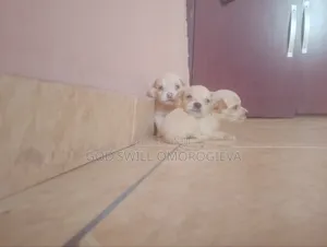1-3 months Male Purebred Lhasa Apso