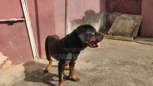 1+ year Female Purebred Rottweiler