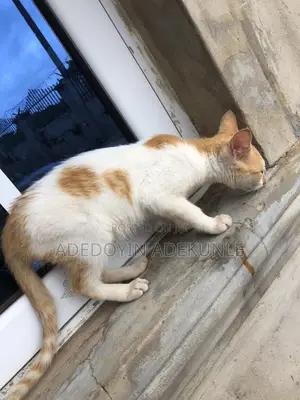 6-12 months Female Mixed Breed American Shorthair