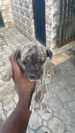 0-1 month Male Mixed Breed Boerboel