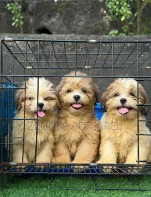 1-3 months Male Purebred Lhasa Apso