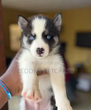 1-3 months Female Purebred Siberian Husky