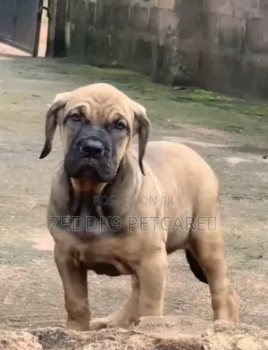 1-3 months Male Purebred Boerboel