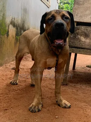 1+ year Male Purebred Boerboel