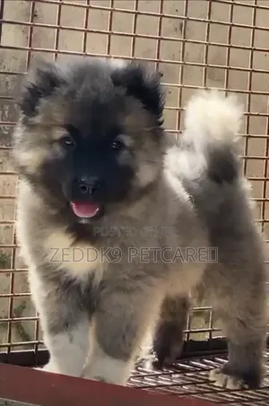 1-3 months Female Purebred Caucasian Shepherd