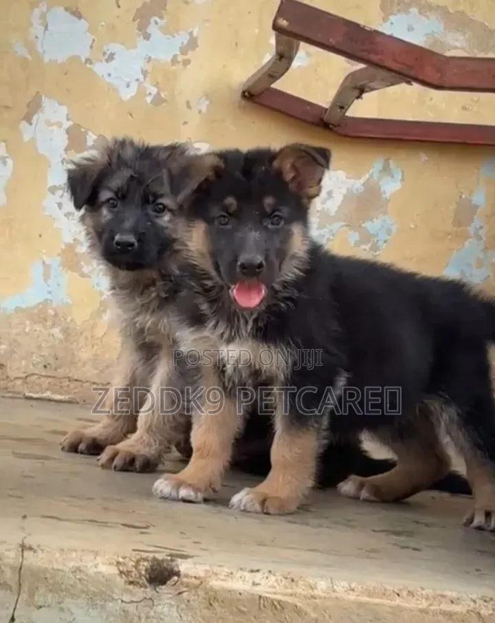 1-3 months Female Purebred German Shepherd