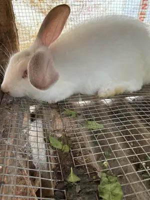 Quality Rabbit for Sale