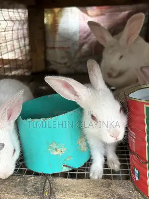 Quality Rabbit for Sale