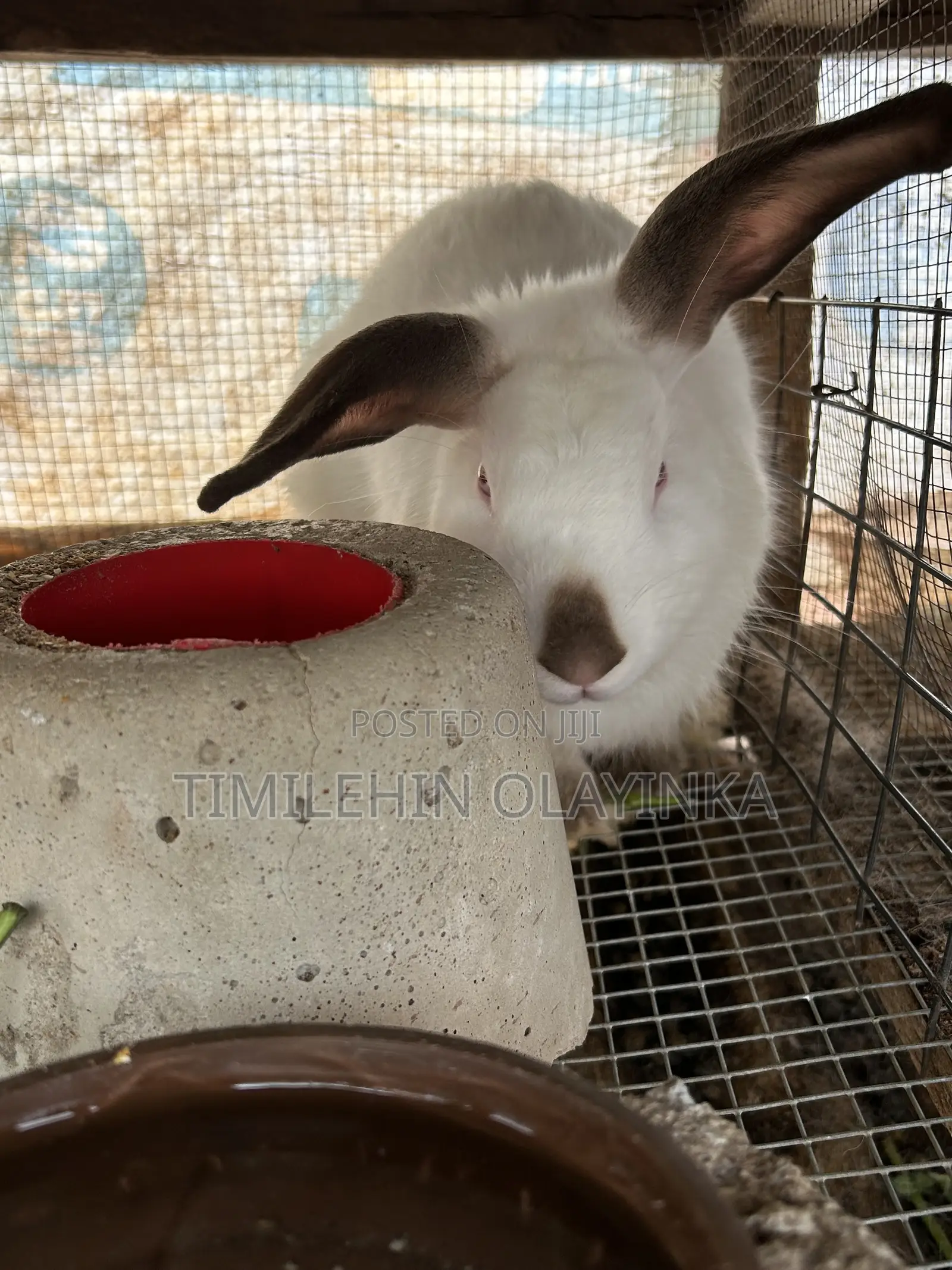 Quality Rabbit for Sale