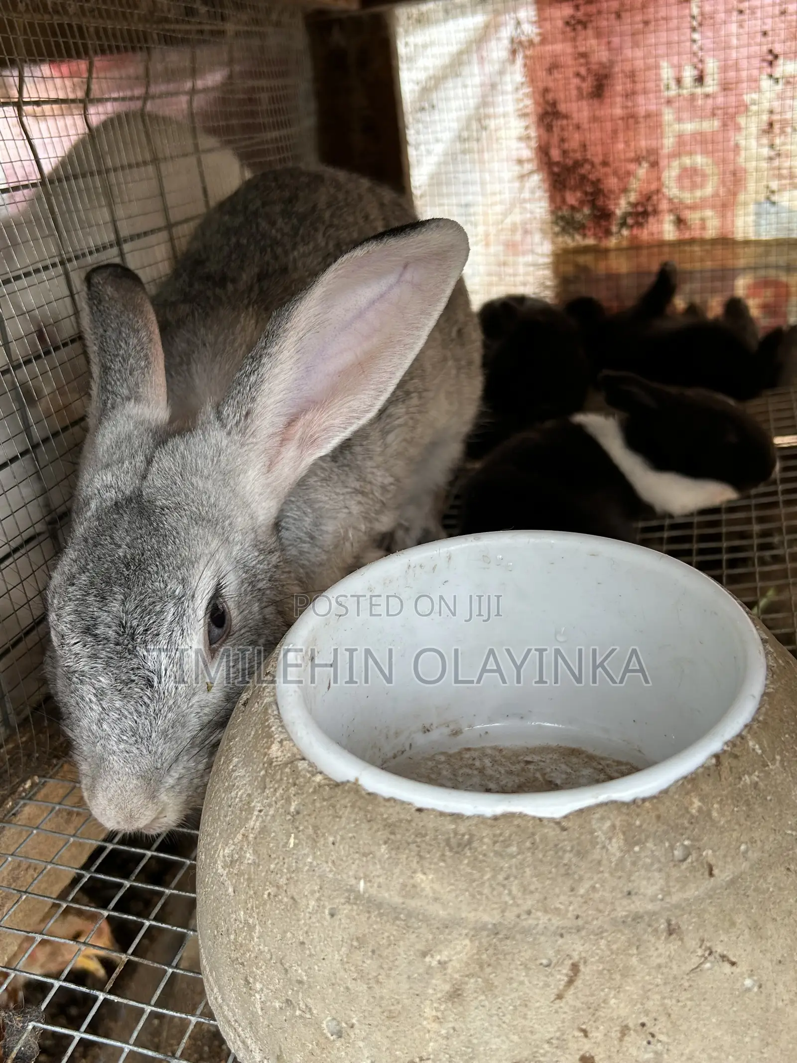 Quality Rabbit for Sale