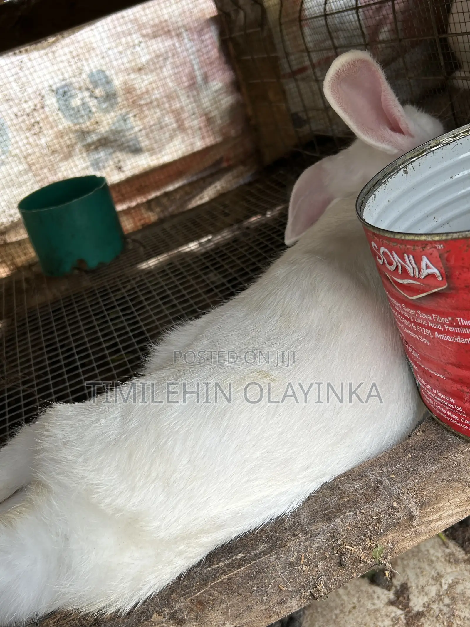 Quality Rabbit for Sale