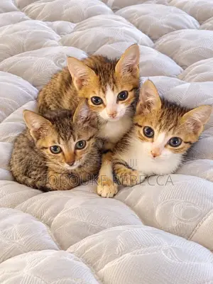 0-1 month Female Purebred Cat