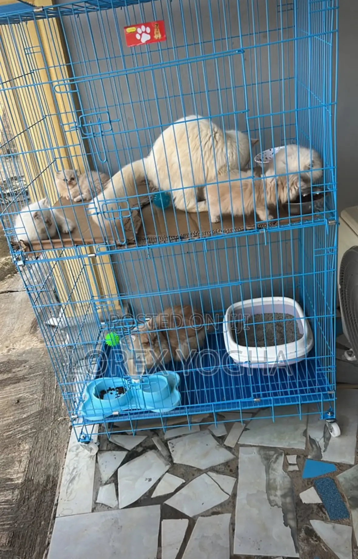 1-3 months Female Purebred Persian