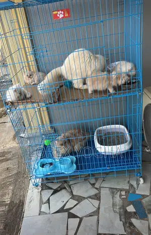 1-3 months Female Purebred Persian