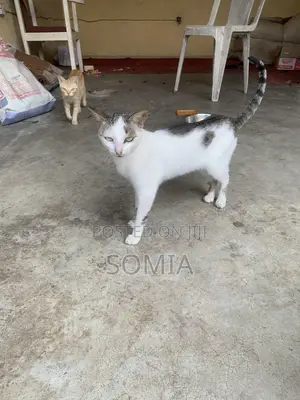 1+ year Male Mixed Breed Tabby
