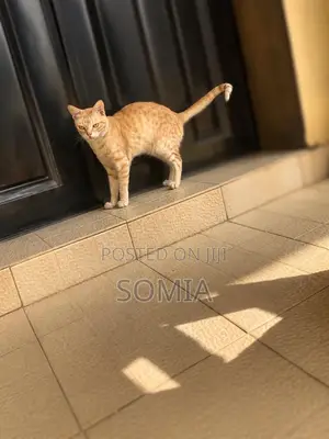 1+ year Male Purebred American Shorthair