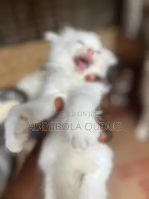 1-3 months Female Purebred Persian