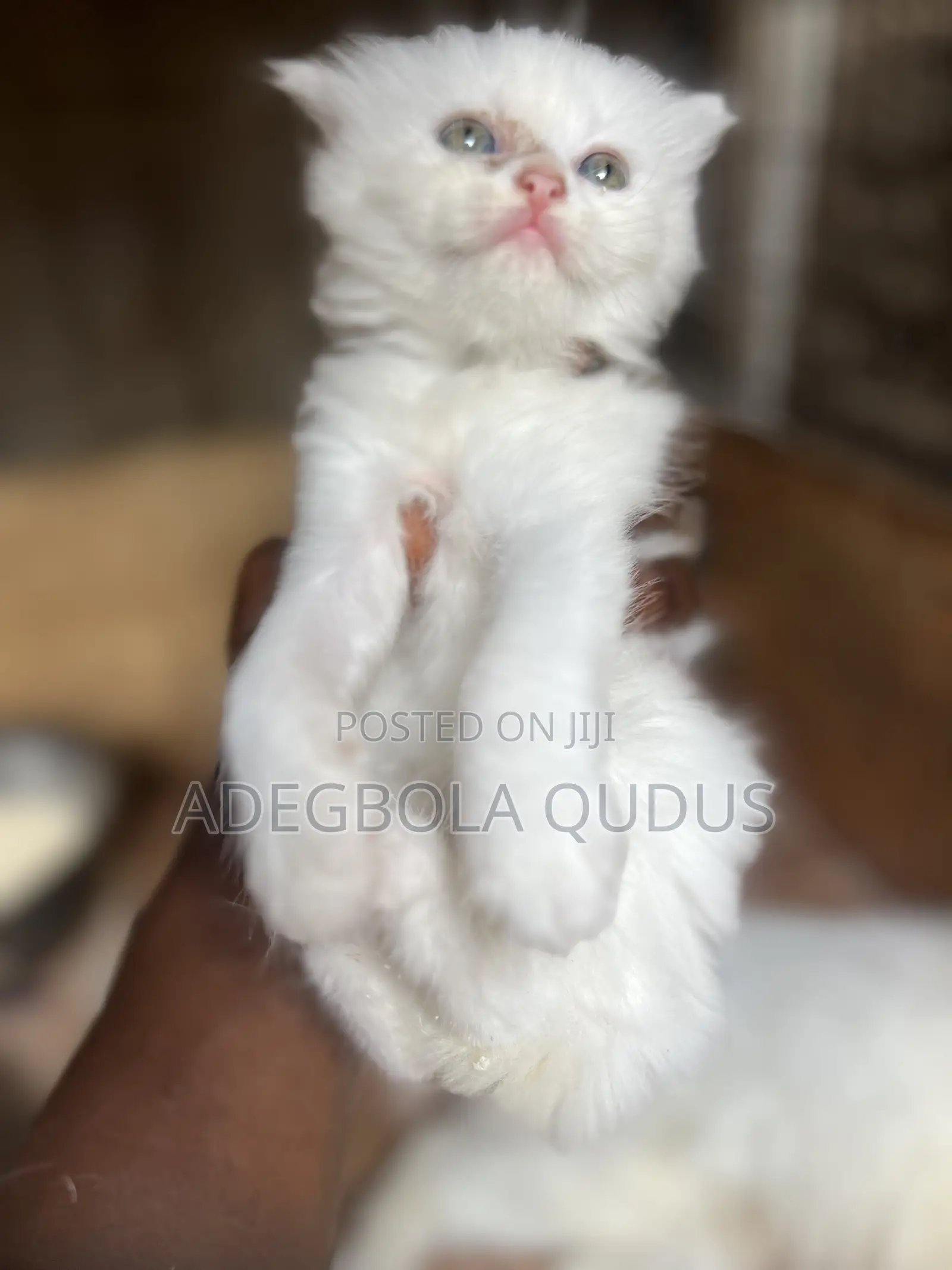 1-3 months Female Purebred Persian