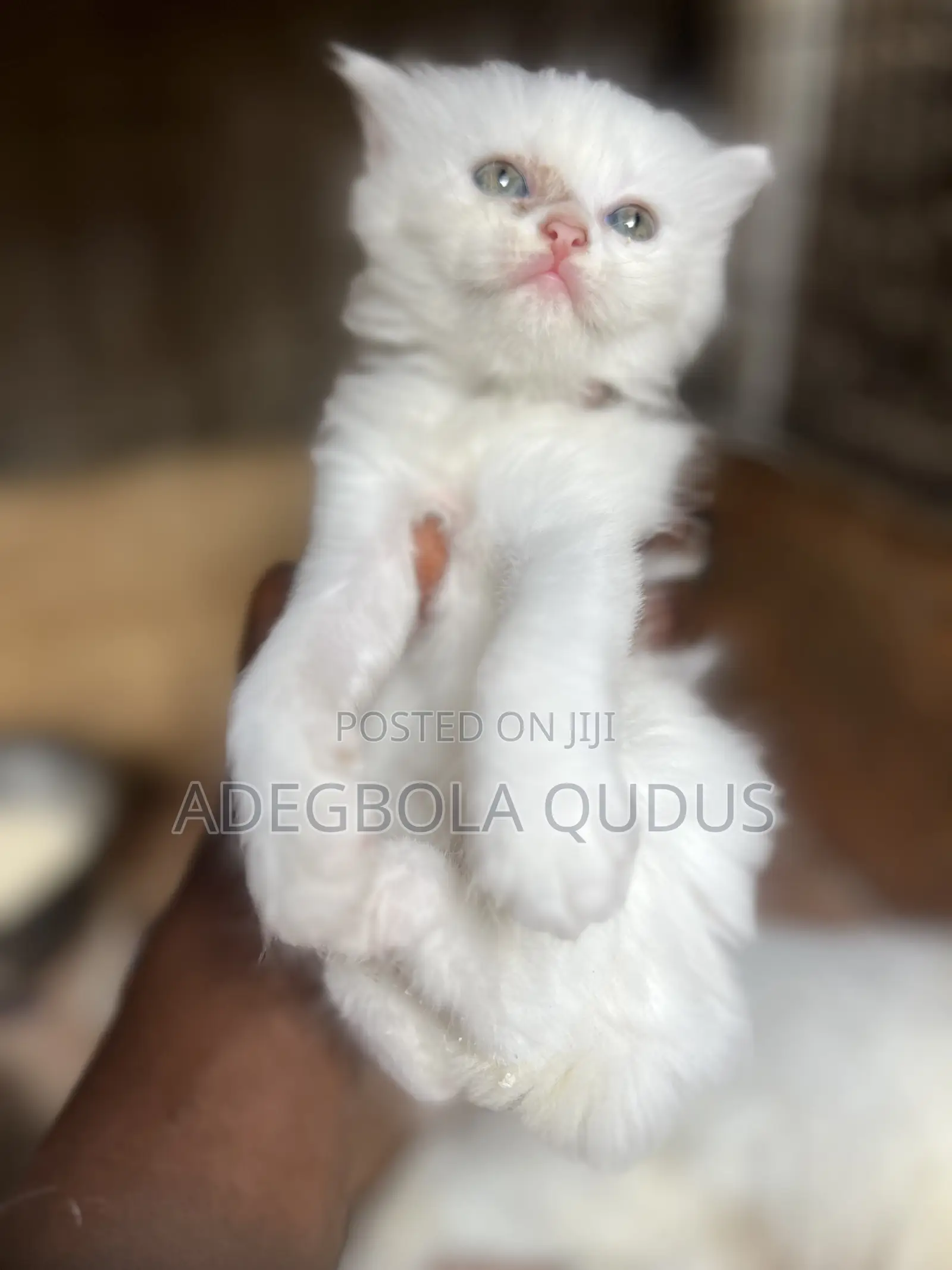 1-3 months Female Purebred Persian