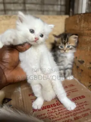 1-3 months Female Purebred Persian
