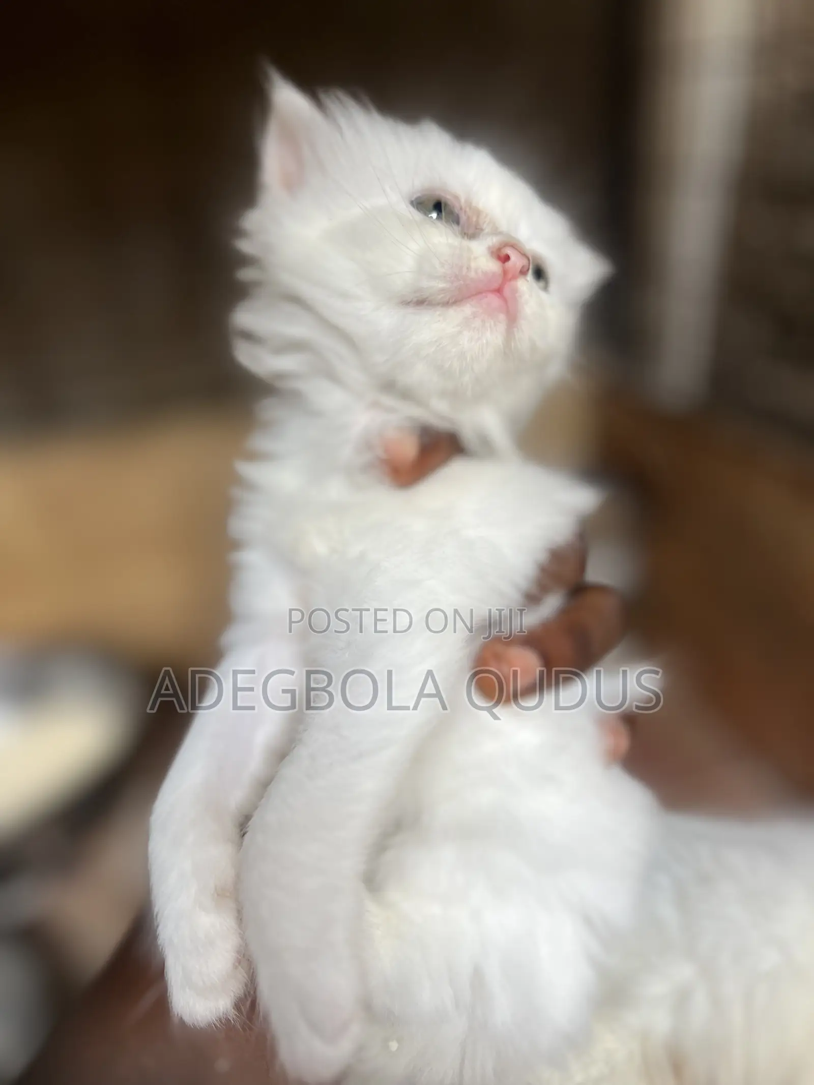 1-3 months Female Purebred Persian
