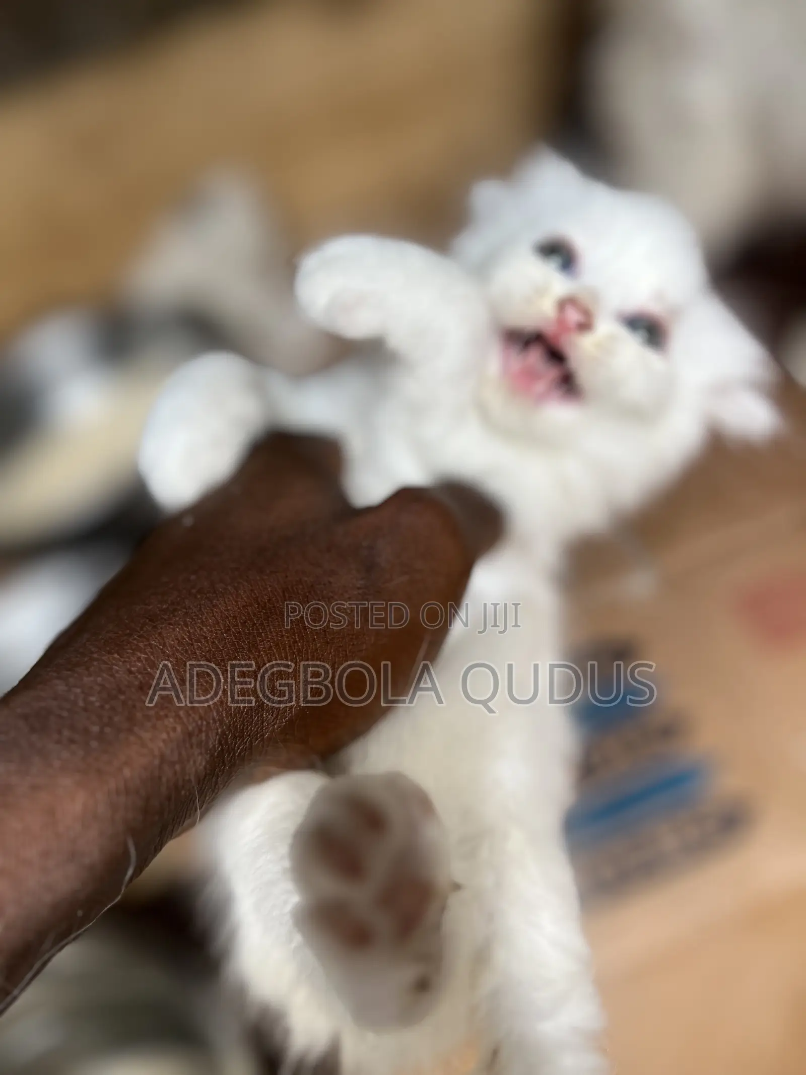 1-3 months Female Purebred Persian