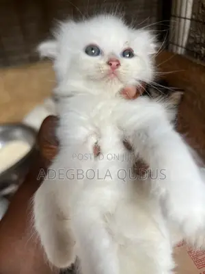 1-3 months Female Purebred Persian