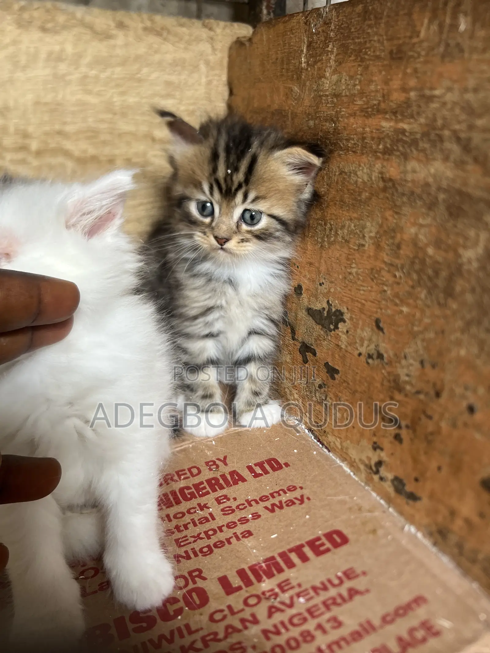 1-3 months Female Purebred Persian