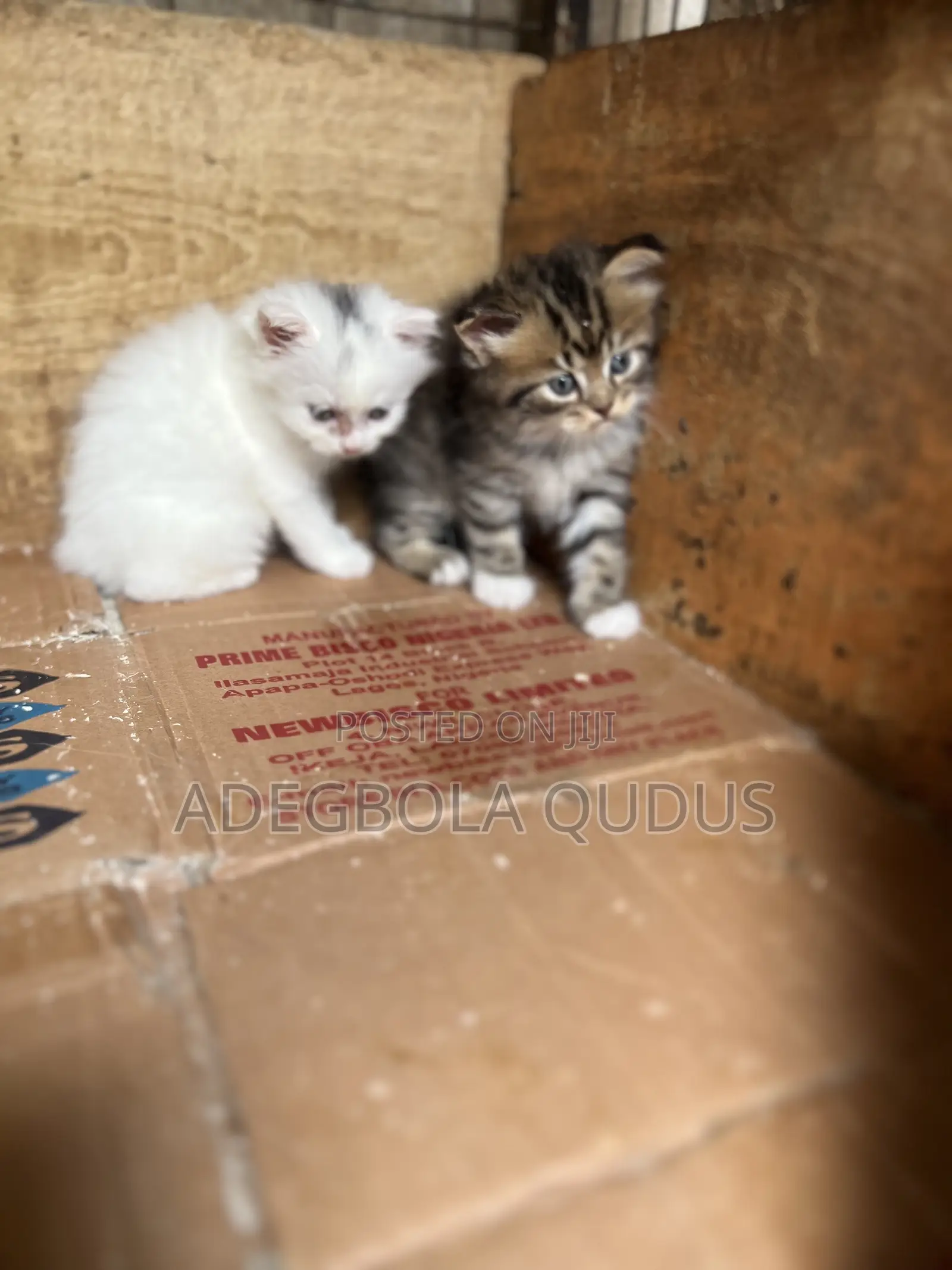 1-3 months Female Purebred Persian