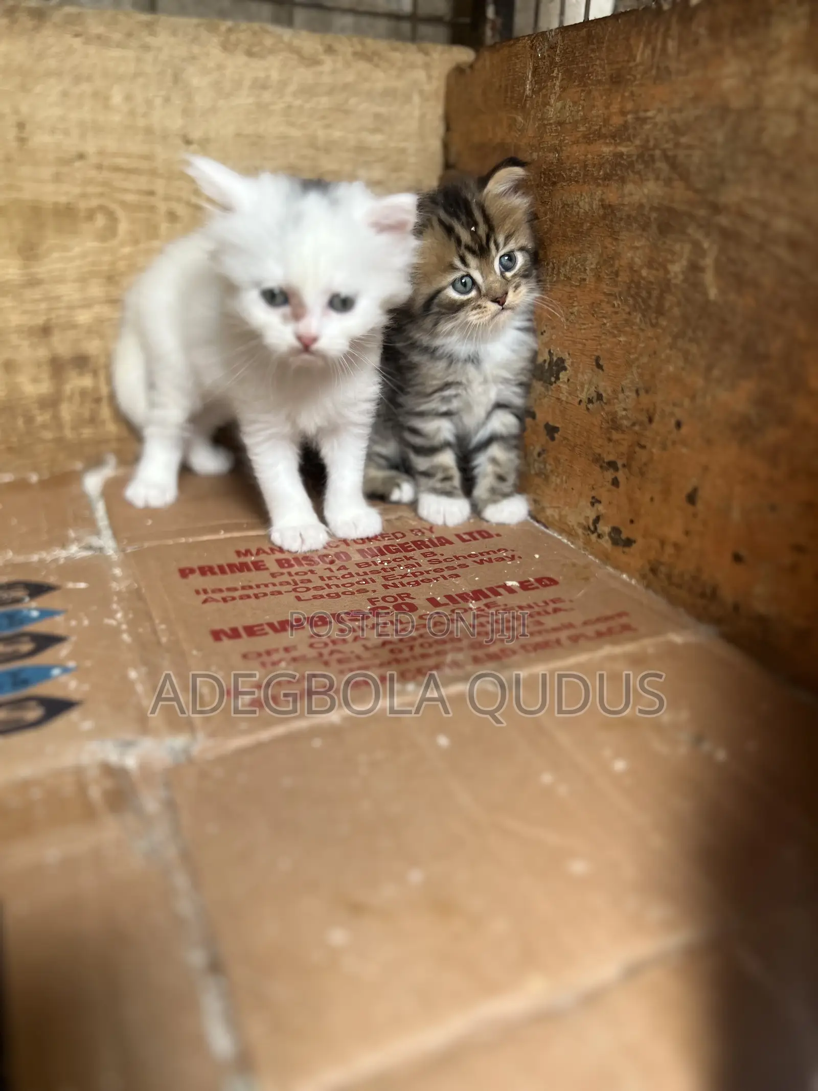 1-3 months Female Purebred Persian