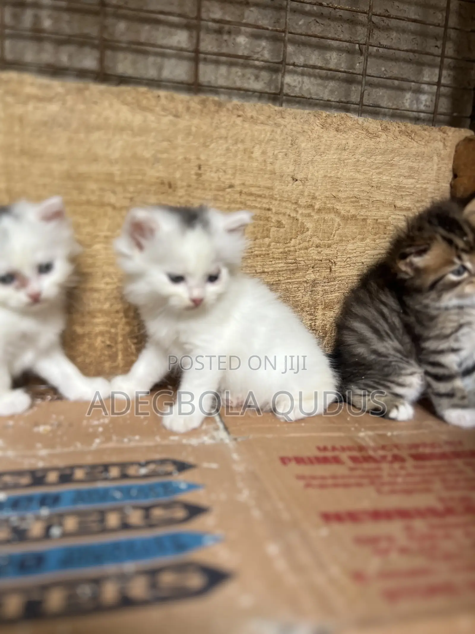 1-3 months Female Purebred Persian