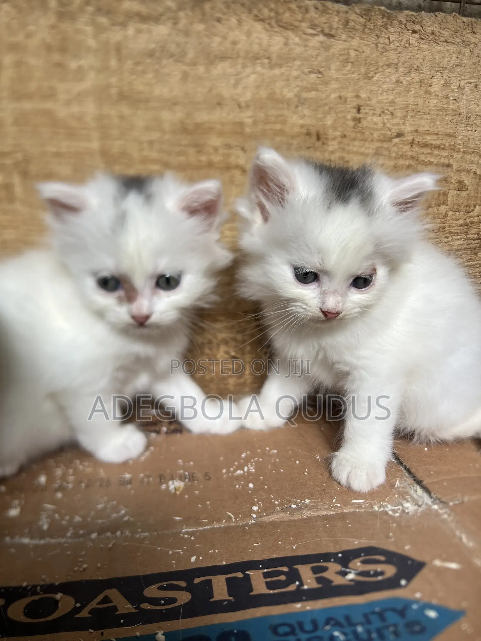1-3 months Female Purebred Persian