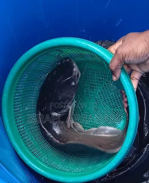 ​Fresh Farm-Raised Live Catfish at Best Prices