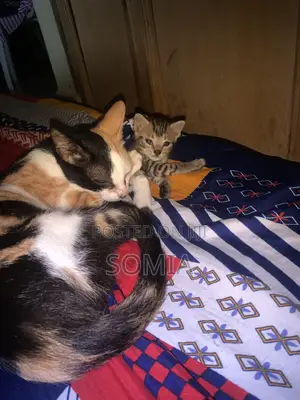 1+ year Female Mixed Breed American Shorthair