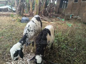 Female Sheep