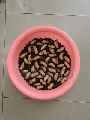 Live, Fresh Bayelsa Suya – Nationwide Delivery