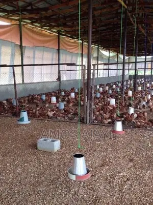 Layers Point of Lay Birds