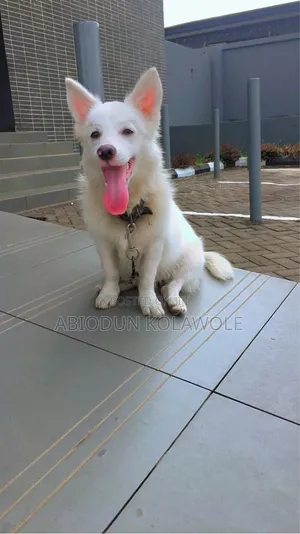 1+ year Male Purebred American Eskimo