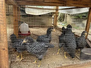 5weeks Old Chicken