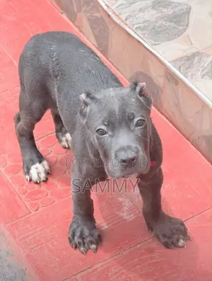 1-3 months Male Purebred Cane Corso