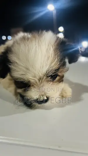 1-3 months Male Mixed Breed Lhasa Apso