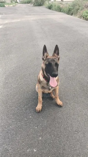 3-6 months Female Purebred Belgian Malinois